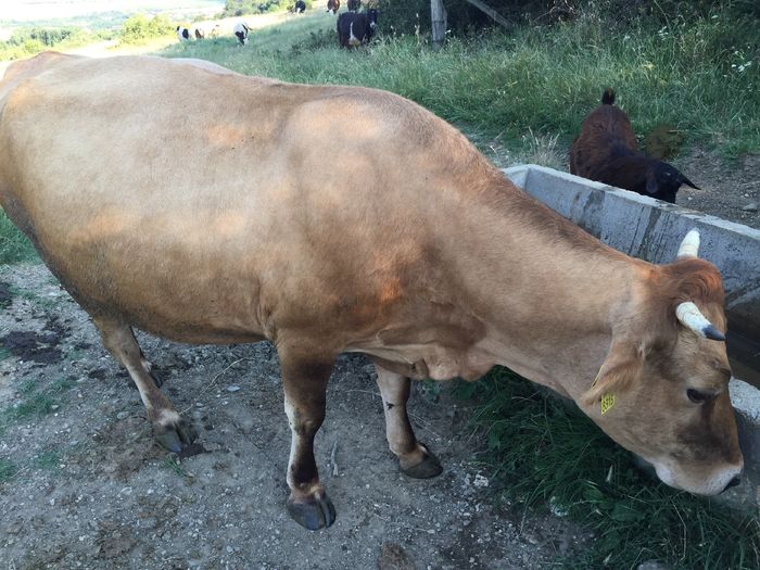 image - Vacuta Lucica