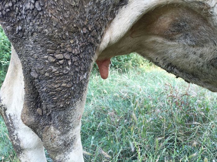 image - Vacuta Monica