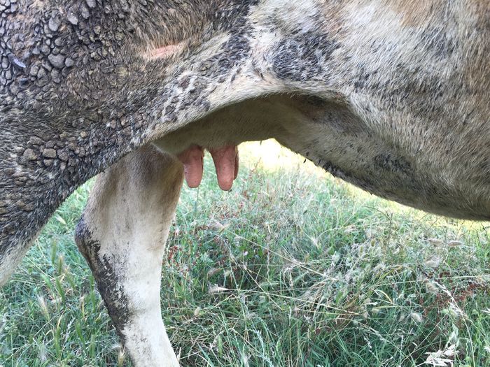 image - Vacuta Monica