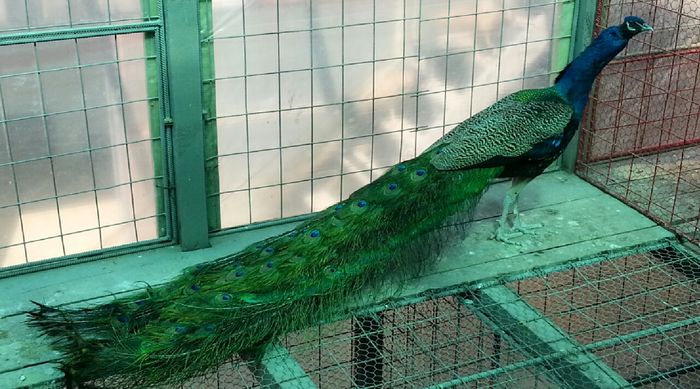 EXOTICBIRDS-MIZIL - STANDARD-INDIA BLUE