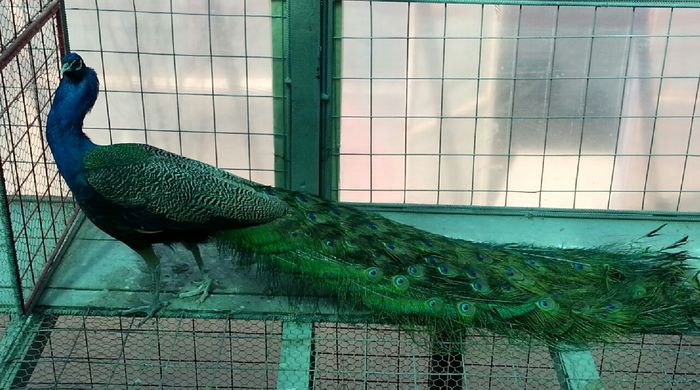 EXOTICBIRDS-MIZIL - STANDARD-INDIA BLUE