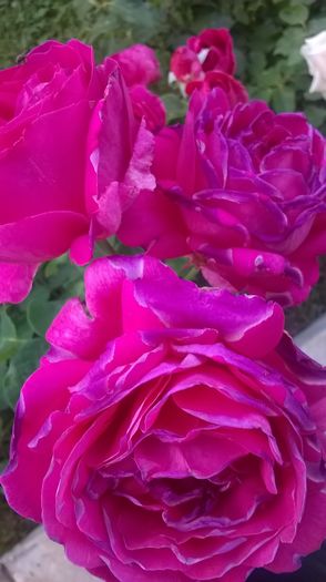 WP_20160706_06_34_25_Pro - Trandafiri 2016