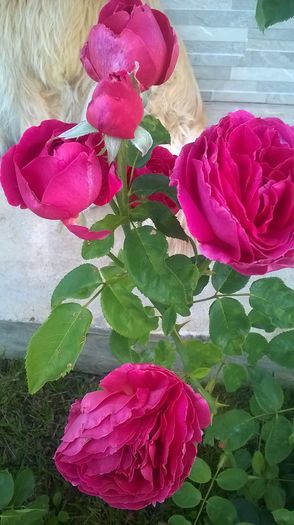 WP_20160706_06_33_54_Pro - Trandafiri 2016