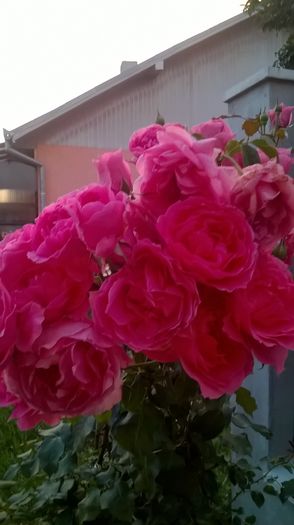 WP_20160705_21_36_35_Pro