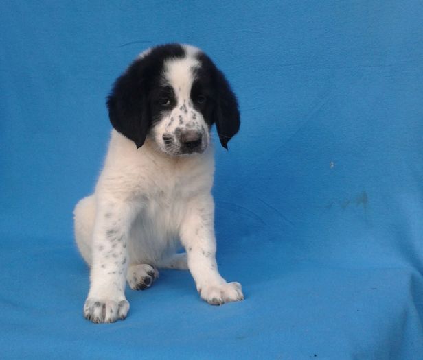 Mascul 9 săptămâni