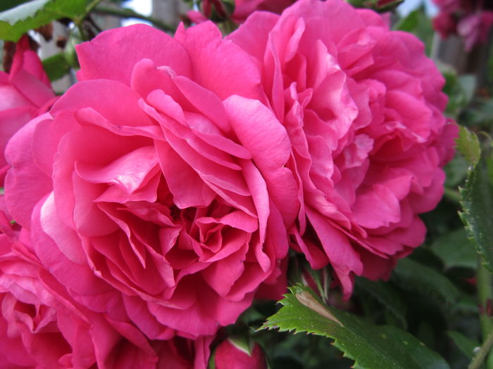 rosanna catarator