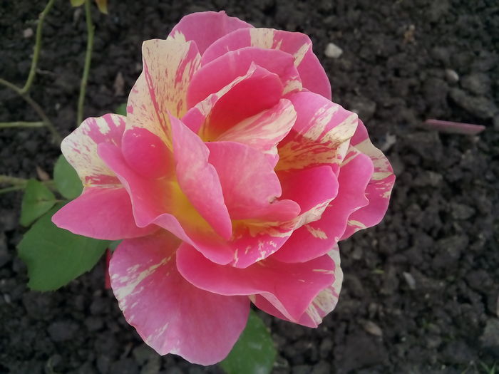 Rose de Cisterciens