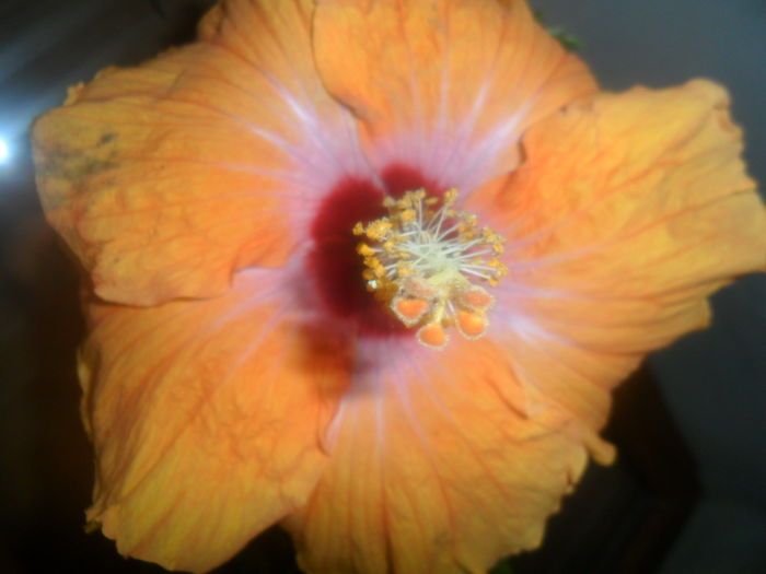 009 - hibiscusi 2016 -2