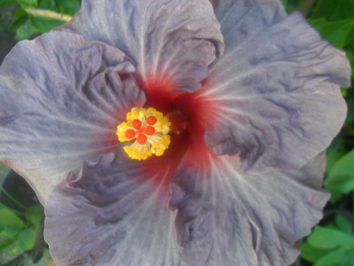 057 - hibiscusi 2016 -2
