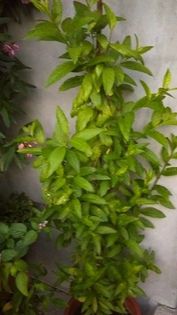 13617550_1155237104538655_1470670257_n - flori primite
