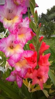 13595580_1155237647871934_2121750462_n - Vara 2014-2017