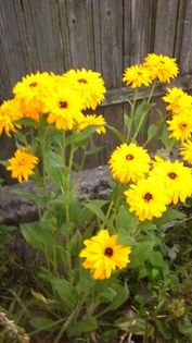 13595790_1155238137871885_1343388941_n - Vara 2014-2017