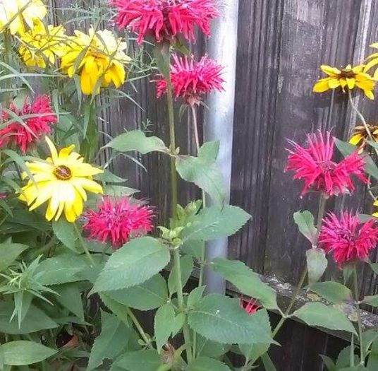 13598959_1153472354715130_1520663770_n - Vara 2014-2017