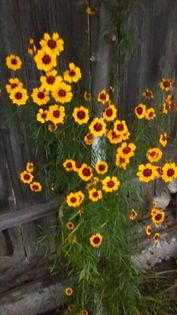 13599614_1155237514538614_1918561826_n - Vara 2014-2017