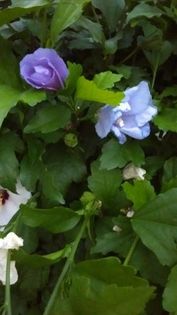 13608099_1155237274538638_1297215456_n - Vara 2014-2017