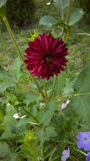 13599676_1155237671205265_631412214_n - Vara 2014-2017