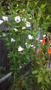 13607873_1155237184538647_1044151749_n - Vara 2014-2017