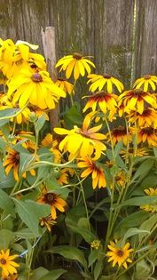 13607910_1155237061205326_1285161046_n - Vara 2014-2017