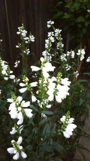 13624577_1155237391205293_904340025_n - Vara 2014-2017