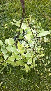 13617418_1155237057871993_539319332_n; Multumesc Ligia pentru frumoasa vinca!
