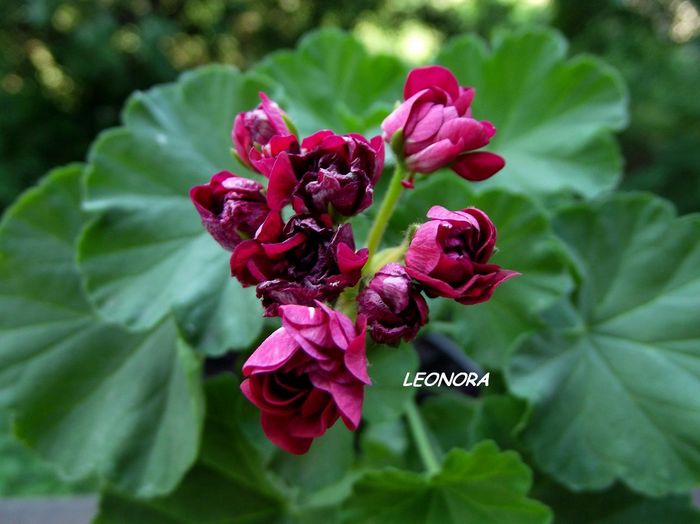 red rosebud - muscate diverse