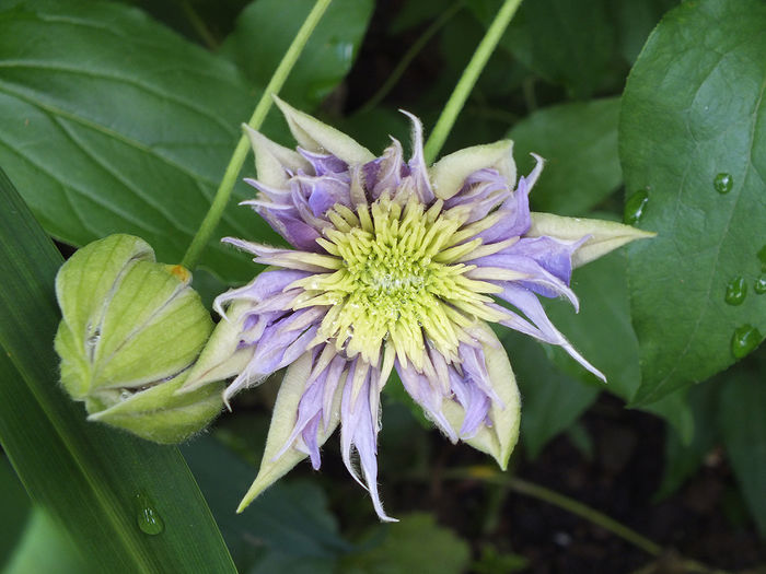 8 mai 2016 Clematita Crystal Fountain