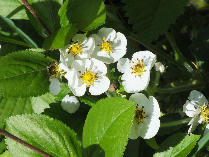 8 mai 2016 flori de capsun