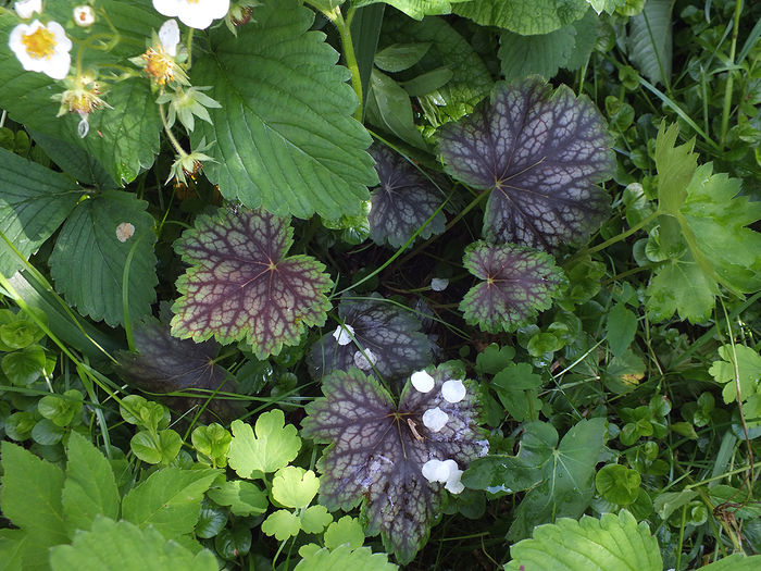 8 mai 2016 Heuchera Dale; Dale&#039;s Strain
