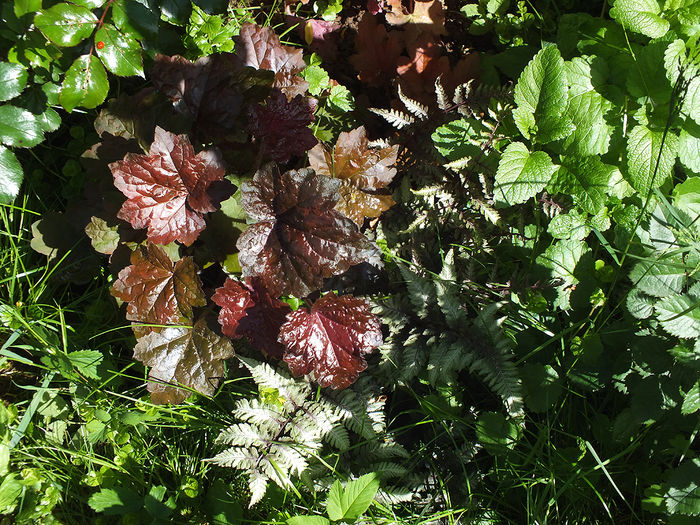 8 mai 2016 Heuchera Palace Purple