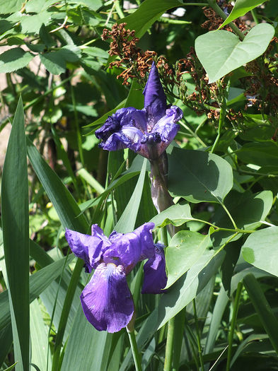 8 mai 2016 iris albastru - 2016 - My messy garden