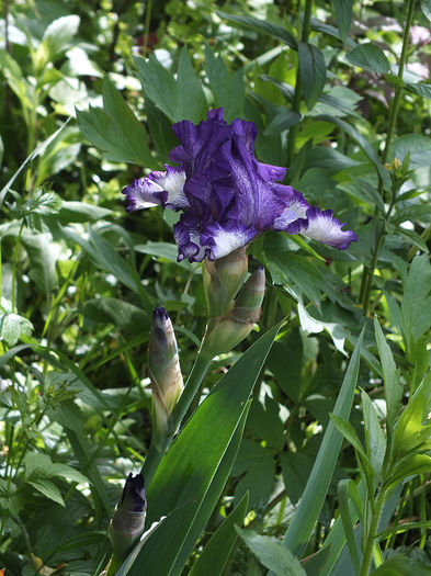 8 mai 2016 iris - 2016 - My messy garden
