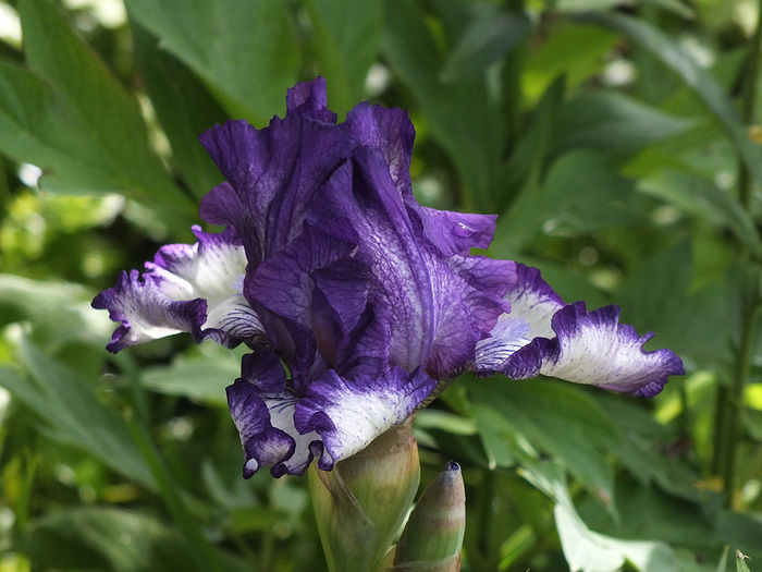 8 mai 2016 iris1