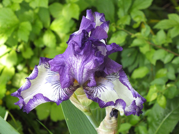 8 mai 2016 iris3