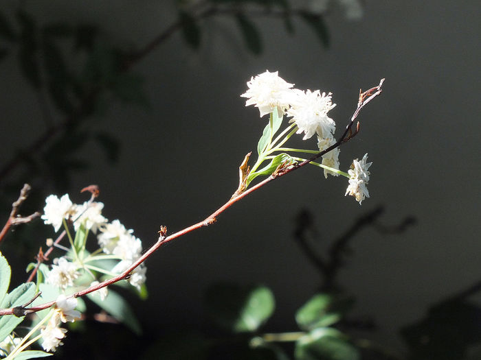 8 mai 2016 Spirea cantoniensis lanceata
