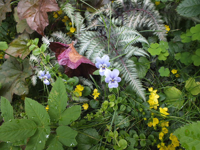 12 iunie 2016 panselute mici si Athyrium niponicum metallicum
