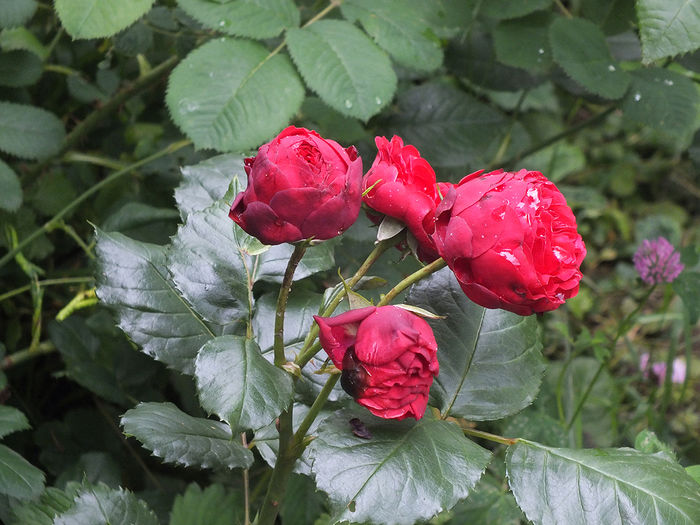 12 iunie 2016 trand Piano - 2016 - My messy garden