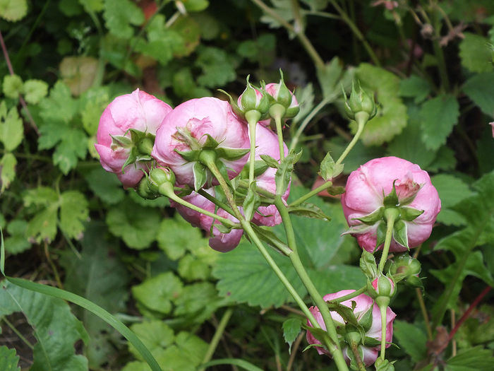 12 iunie 2016 trand Pomponella 1 - 2016 - My messy garden