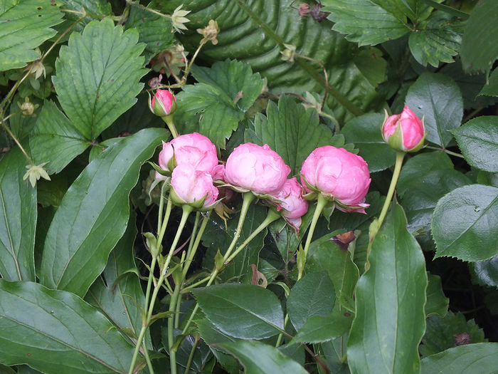 12 iunie 2016 trand Pomponella - 2016 - My messy garden