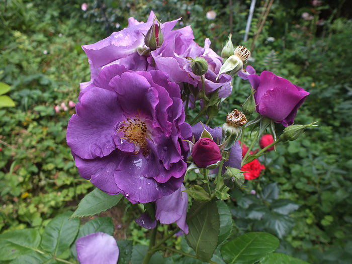 12 iunie 2016 trand Rhapsody in Blue 1 - 2016 - My messy garden