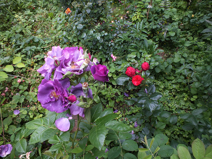 12 iunie 2016 trand Rhapsody in Blue -stg si Piano - drt - 2016 - My messy garden