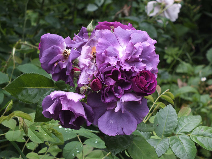 12 iunie 2016 trand Rhapsody in Blue - 2016 - My messy garden