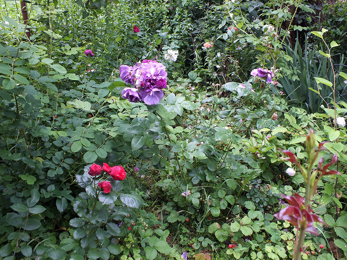 12 iunie 2016 trand Rhapsody in Blue-sus si Piano -stg. jos - 2016 - My messy garden