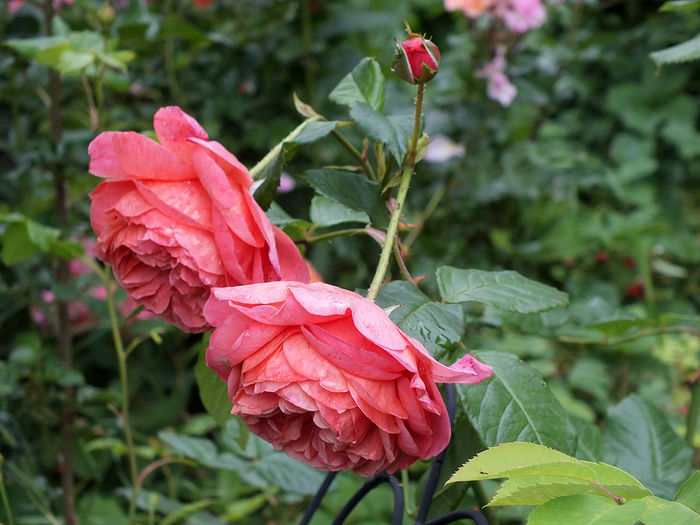 12 iunie 2016 trand Summer Song - 2016 - My messy garden