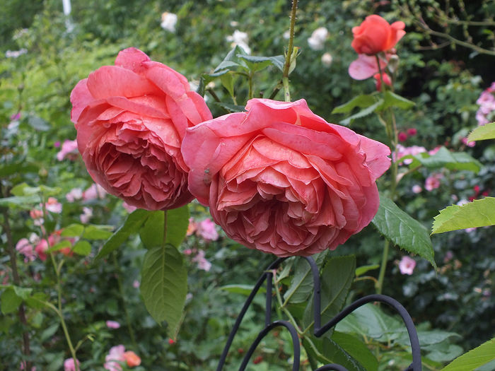 12 iunie 2016 trand Summer Song1 - 2016 - My messy garden
