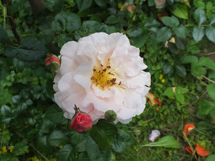 12 iunie 2016 trand Twiggy - 2016 - My messy garden