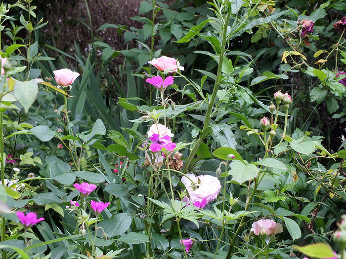 12 iunie 2016 trandafir James Galway si geranium - 2016 - My messy garden