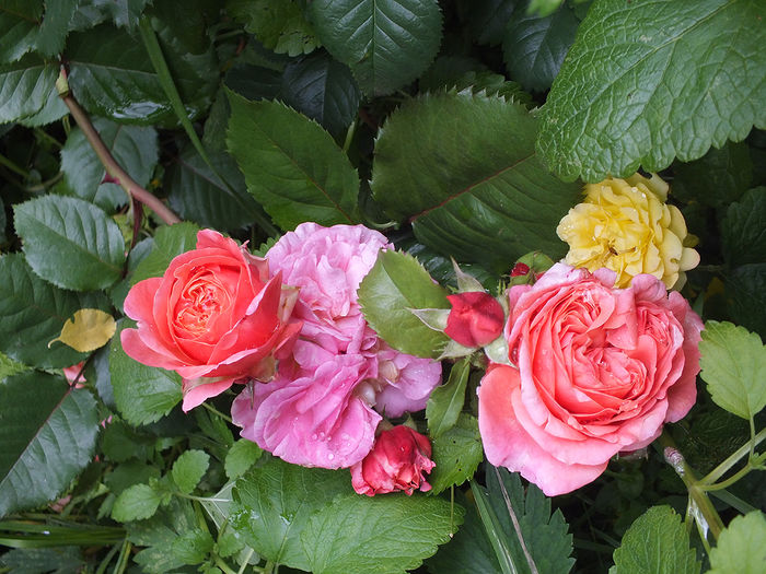 12 iunie 2016 trandafir Mary Ann si Dimov mini nr 11 - 2016 - My messy garden