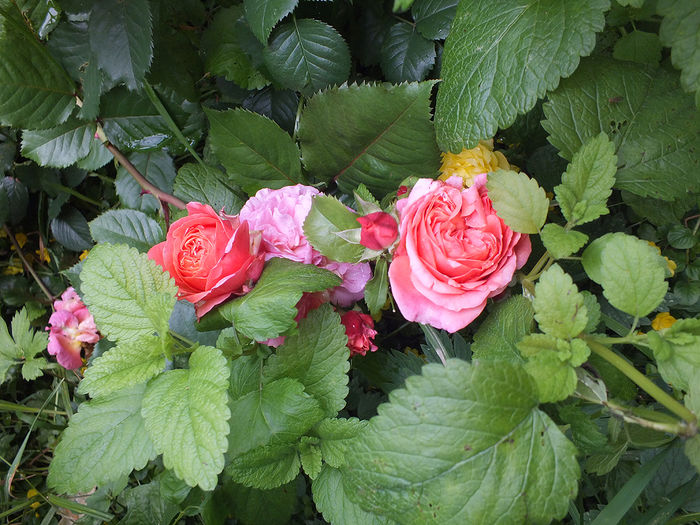 12 iunie 2016 trandafir Mary Ann - 2016 - My messy garden