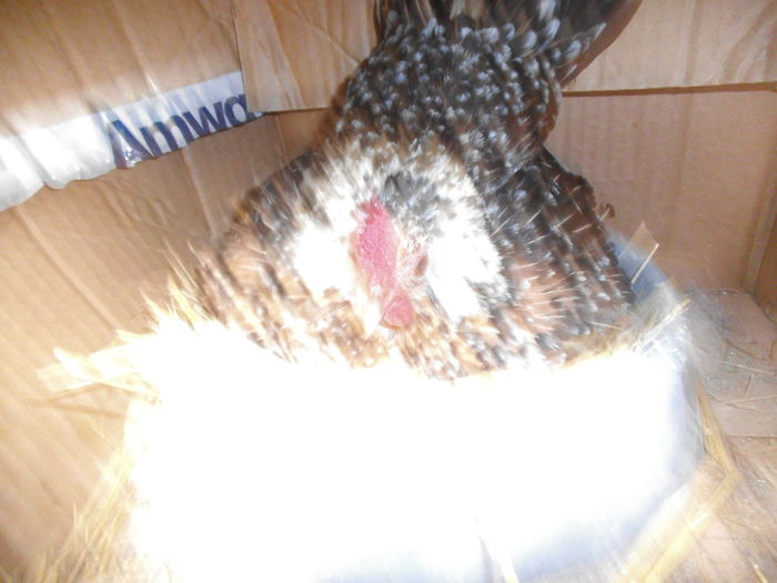DSCF9182
