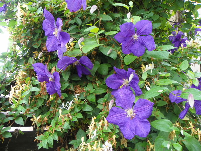 Jackmanii - Clematite 2016